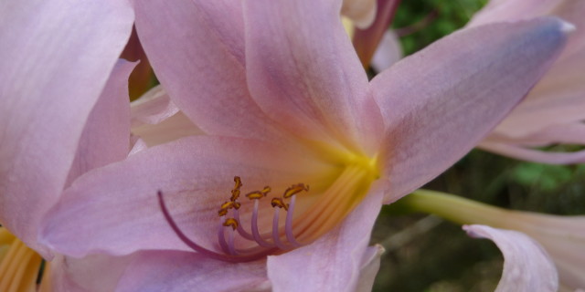 Lily (or Amaryllis) Petal Beads