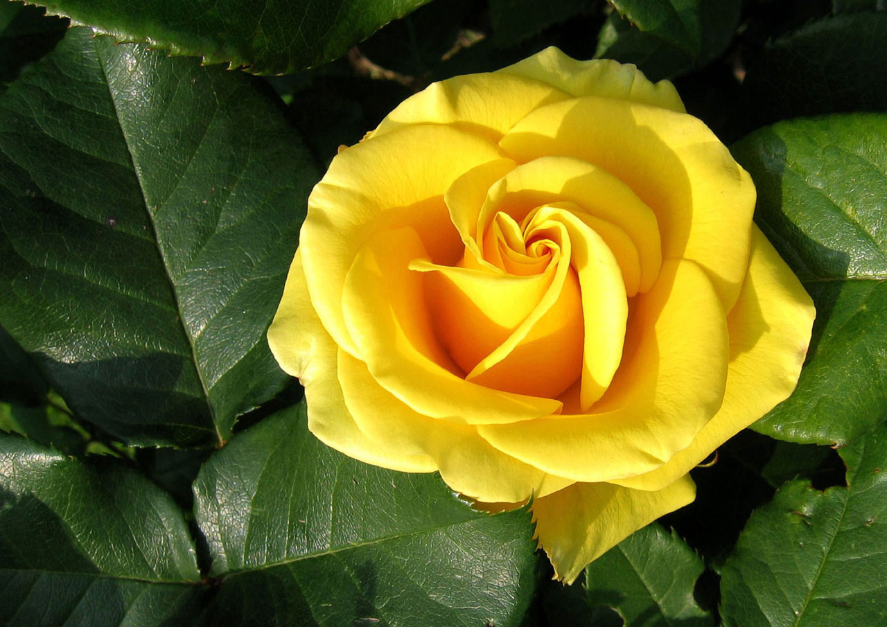 Yellow rose